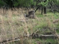 IMG_0497_1