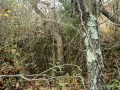 Picture_260_1_