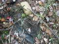 Picture_261_1_