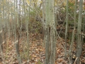 Picture_264_1_
