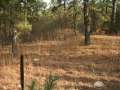 Picture_268_1_