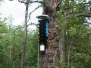 Speedwell, Dutchtown Bogs