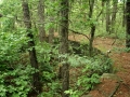 IMG_0528_1