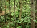 IMG_0529_1