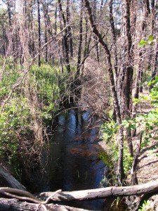 Saltar's Ditch, the canal that caused a 7 year long legal battle with the owners of Batsto. Photo courtesy of Guy Thompson.