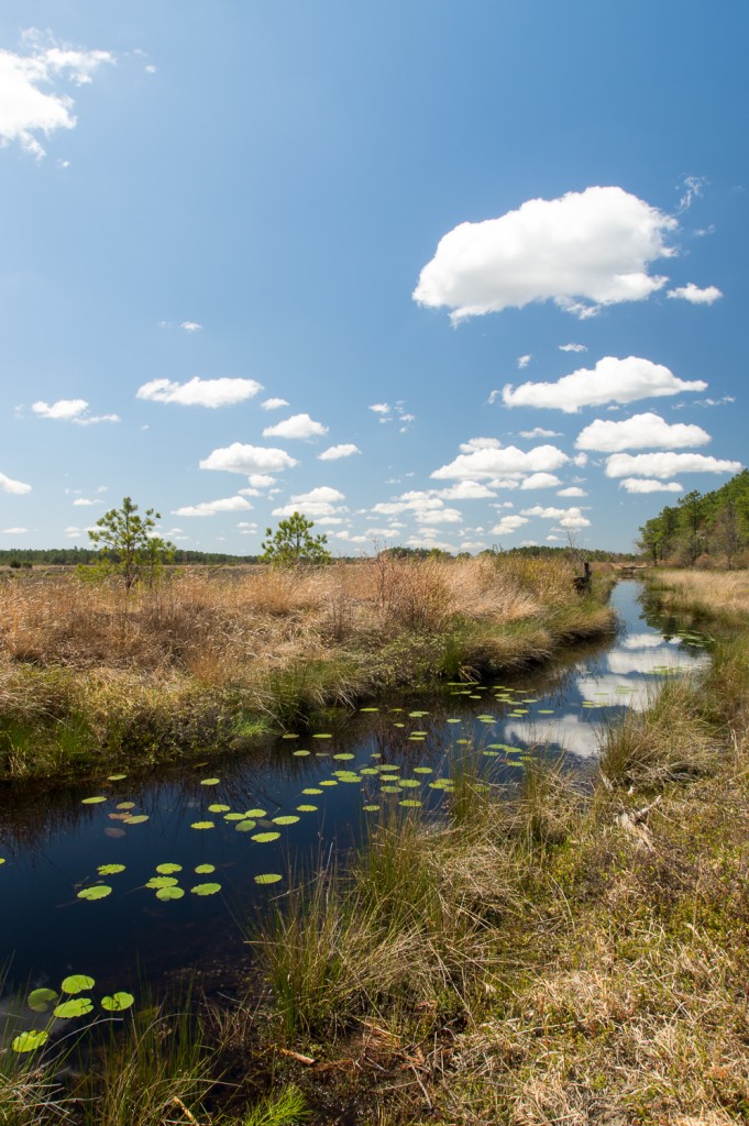 One of the channels dug to move water from bog to bog.