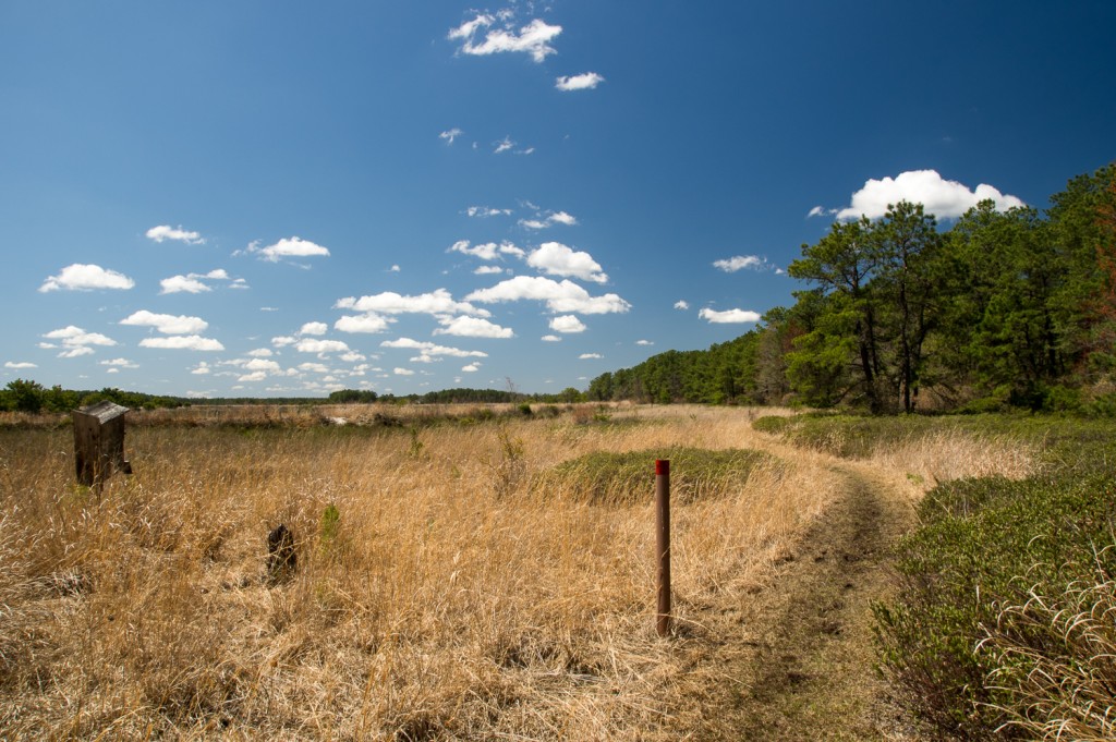 The Red Trail where it enters the DeMarco Cranberry Meadows Natural Area.