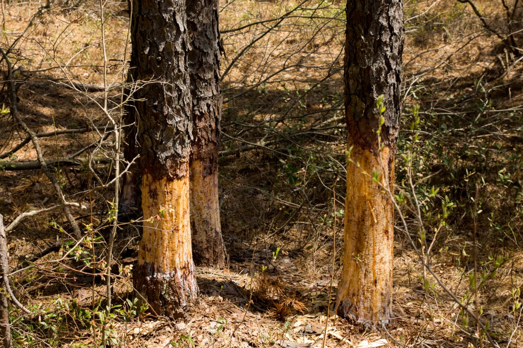 Beavers have been busy working on taking down these three pitch pines.