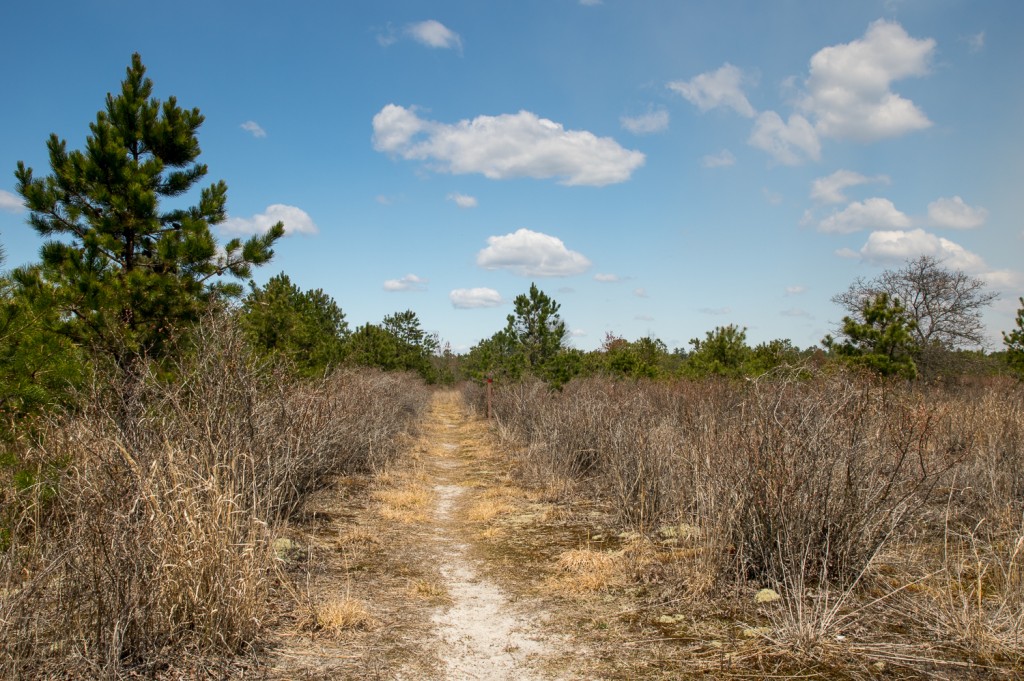 DeMarco didn't just grow cranberries here. A little beyond the pump house ruins the trail runs in between several rows of blueberry bushes.